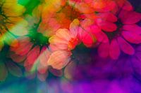 Echinacea fotografiert mit einem Prisma