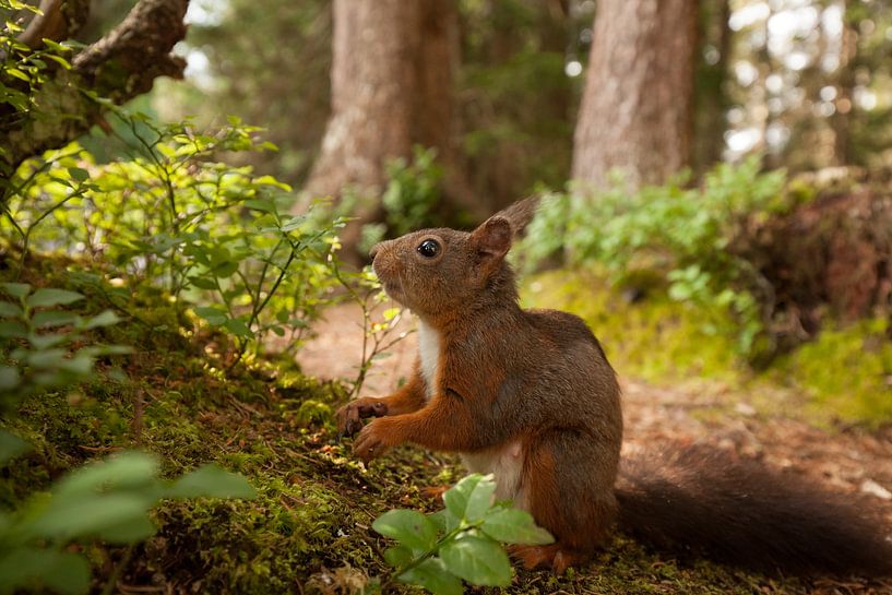 Süßes Eichhörnchen im Märchenwald – Ein Hauch von Zauber in den Alpen Österreichs von Jiri Viehmann