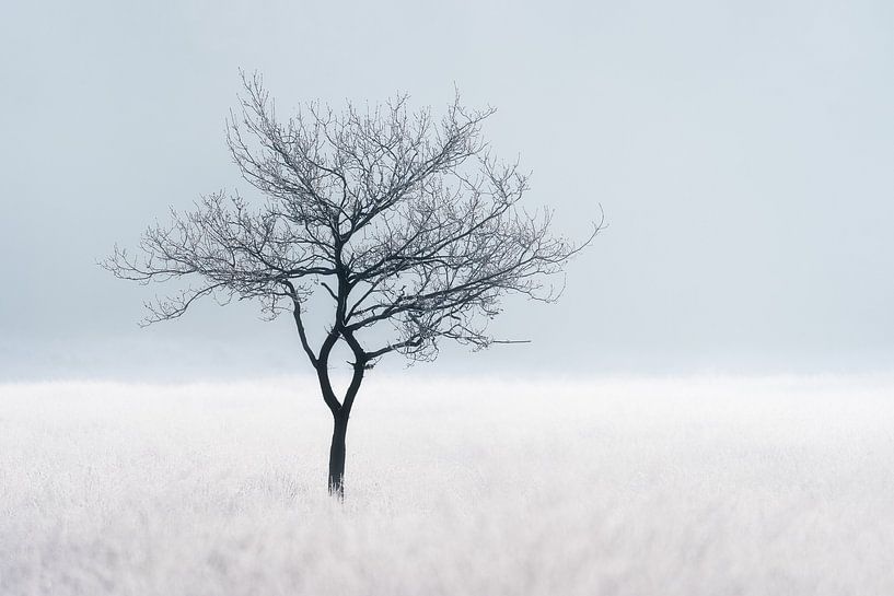 Arbre sur une lande gelée | Mature/hiver aux Pays-Bas | Paysage minimaliste par Marijn Alons