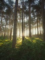 Das Licht hinter den Bäumen