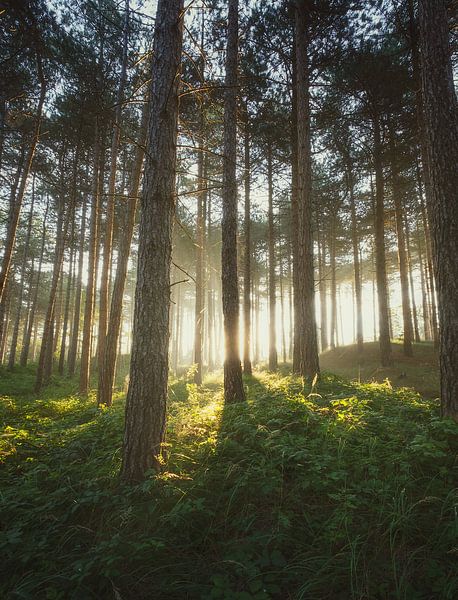 Das Licht hinter den Bäumen von Remy de Wal