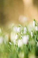 Perce-neige (Galanthus)