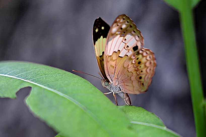 Die zerbrechliche Eleganz eines Schmetterlings mit bunt gefleckten Flügeln von Frank Photos