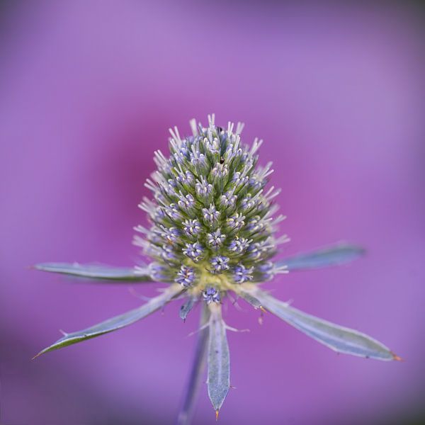 Kaardebol von Ton Valk