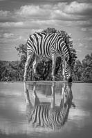 Trinken eines Zebras an einem Wasserloch mit Reflexion im Wasser.