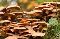 Paddenstoel op een oude boomstronk.