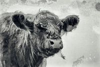 Schottischer Highlander - Nassplatte