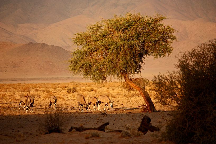 NAMIBIA ... when the sun goes down von Meleah Fotografie