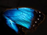 Flügel eines Morpho-Schmetterlings