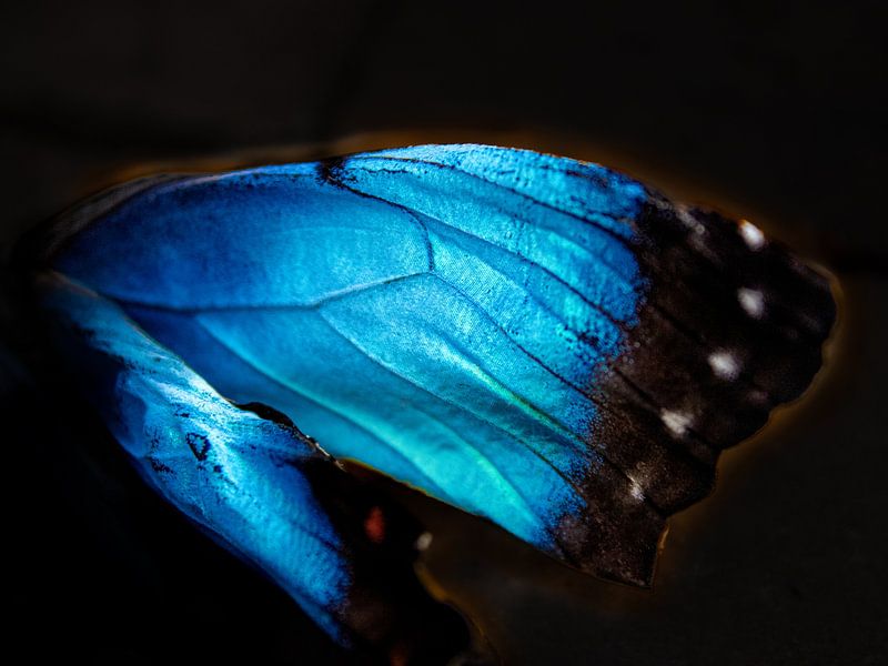 Flügel eines Morpho-Schmetterlings von Lonneke Collewijn