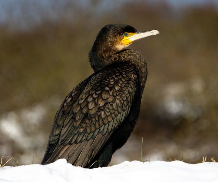 Kormoran von Xander Sluiter