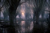Willow forests under water