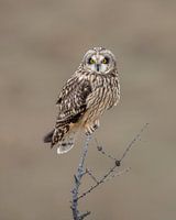 Hibou des marais