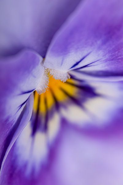 Violette d'en haut par Marjolijn van den Berg