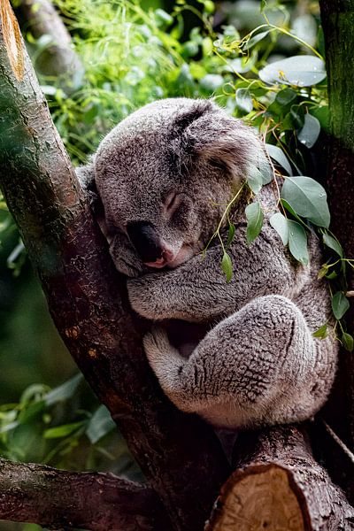 Bébé Koala par Truckpowerr