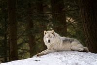 Ruhender grauer Wolf