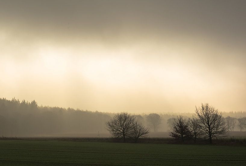 Lisière de forêt dans une lumière magique. par René Jonkhout