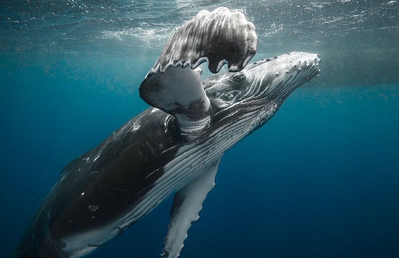 Qui regarde qui de toute façon ;) ? par Koen Hoekemeijer