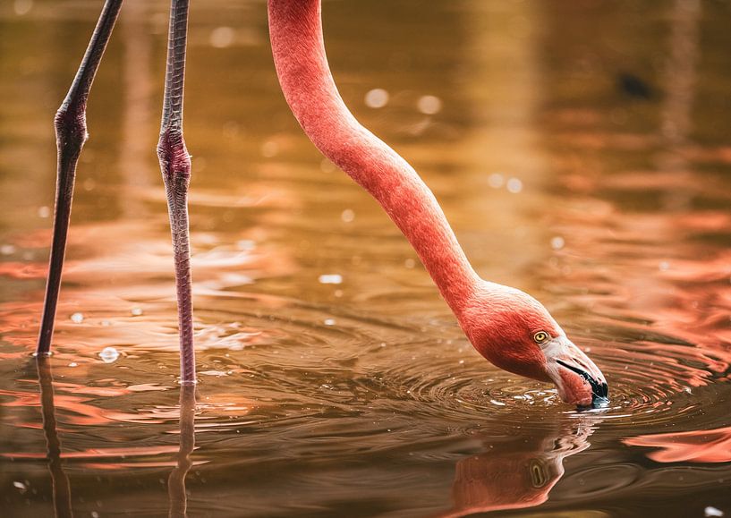 Rosa Flamingo trinkt in der Morgensonne von Vincent Keizer