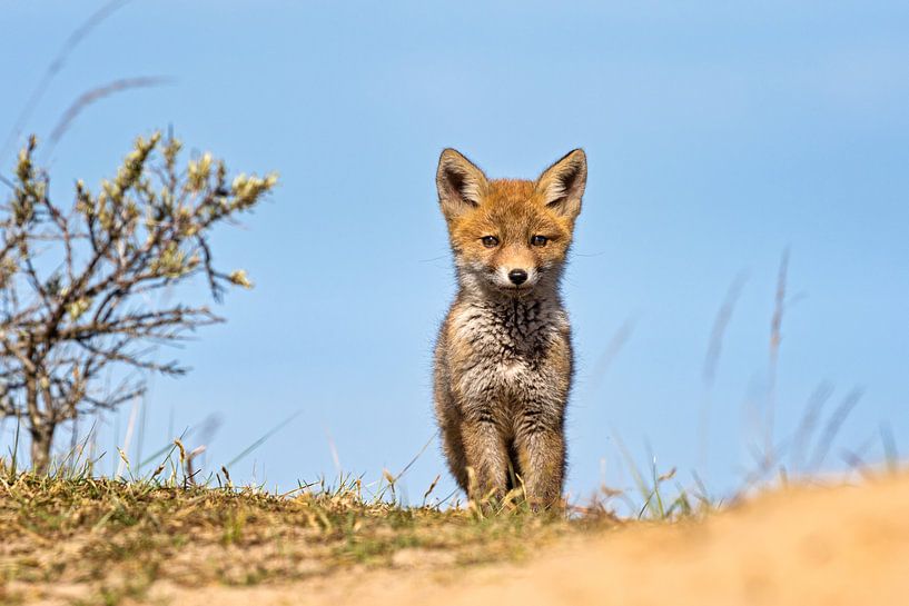baby vosje von gea strucks