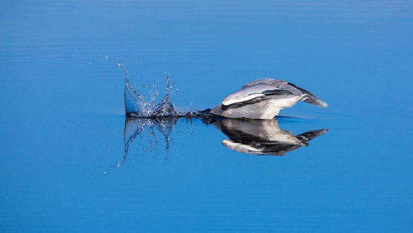 Blue Heron plonge pour les poissons par Inge van den Brande