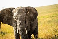 Majestätischer Riese der Savanne