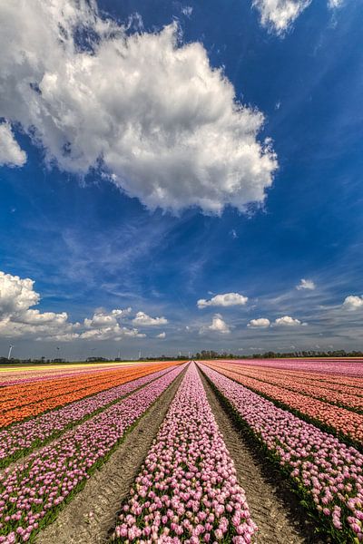 Ciel néerlandais au-dessus des tulipes à Aartswoud par peterheinspictures