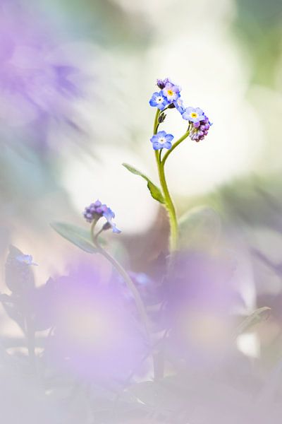 Vergiss mich nicht von Bob Daalder