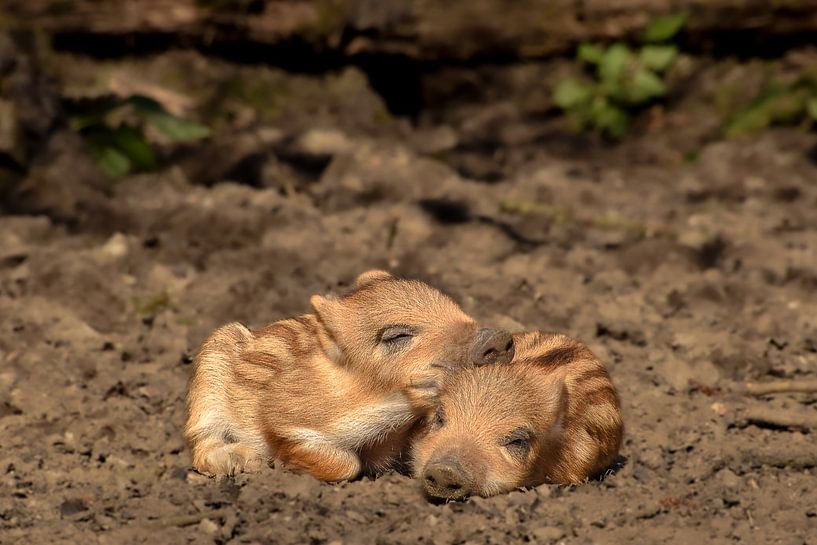 Junges wildschwein von Nienke Bot