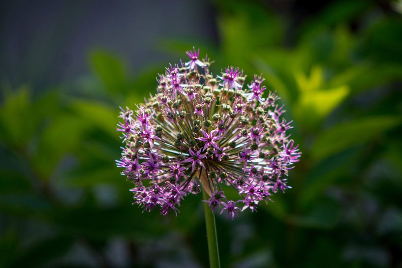 Ornamental garlic by Renate Dohr