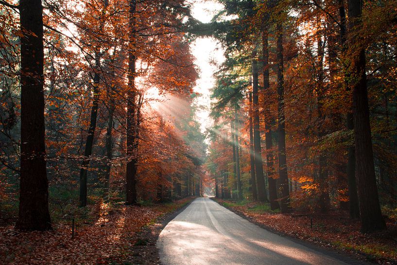 Tweekleurig Bos Sallandse Heuvelrug von Charlene van Koesveld