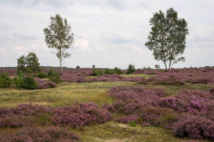 Lande avec bouleaux par Jim van Iterson