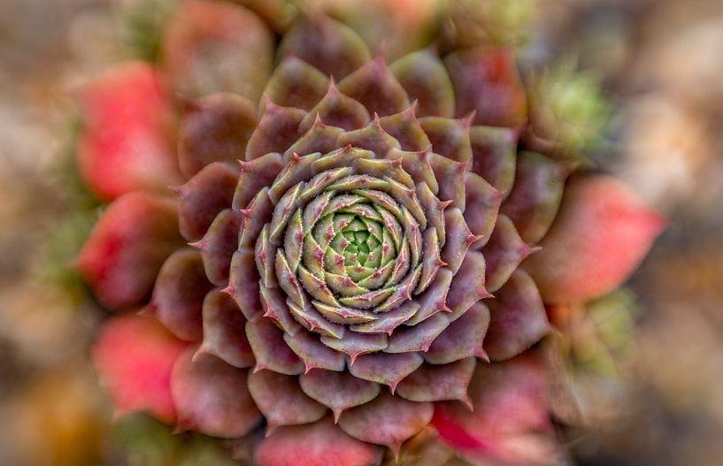Cactus dans un jardin botanique par Sia Windig