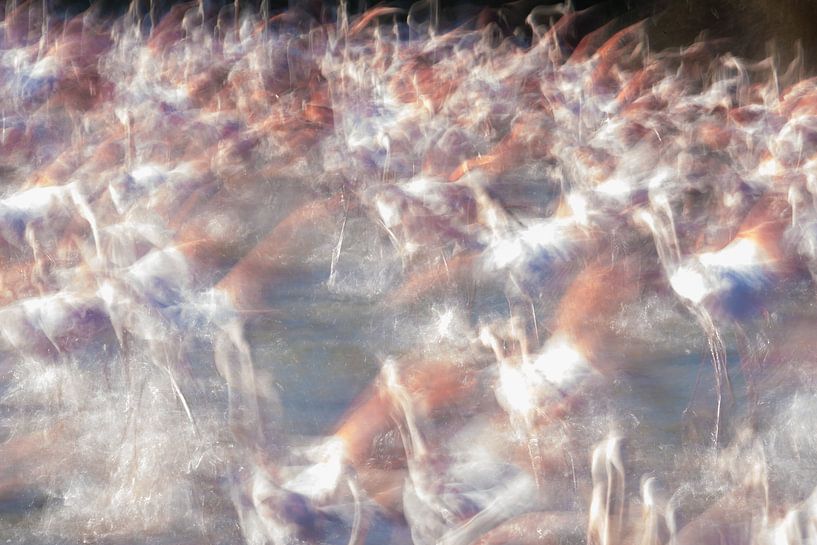 rosarotes Chaos von Kris Hermans