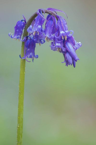Jacinthe des bois par Jan Koppelaar Fotografie