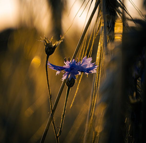 cornflowers by Tim Breeschooten