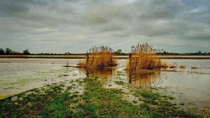 icecream by nol ploegmakers