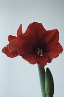 Amaryllis