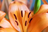 Orange lily