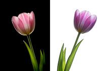 Tulp op zwart en wit