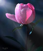 Pfingstrose mit Tautropfen (Paeonia)