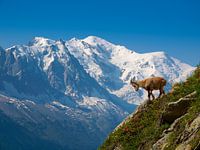 Young ibex in front of Mont Blanc