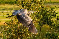 Reiger in de vlucht