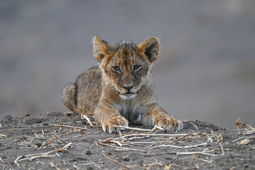 Baby Löwe - Ein Blick voller Neugier und Stärke von Robert Styppa