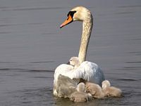 Schwan mit kleinen Kindern