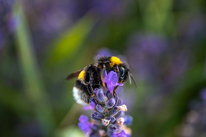 Lavender, bee on a lavender flower in lavender field by Fotos by Jan Wehnert