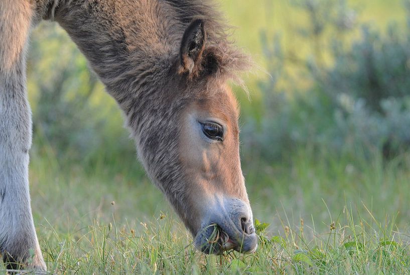 Veulen van Exmoorpony  als grote grazer von Peter Zwitser