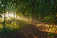 Beams from the rising sun.