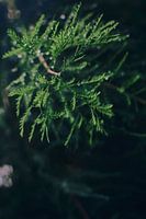 Tannenzweige mit Tautropfen | Beruhigende Naturfotografie für Innendekoration