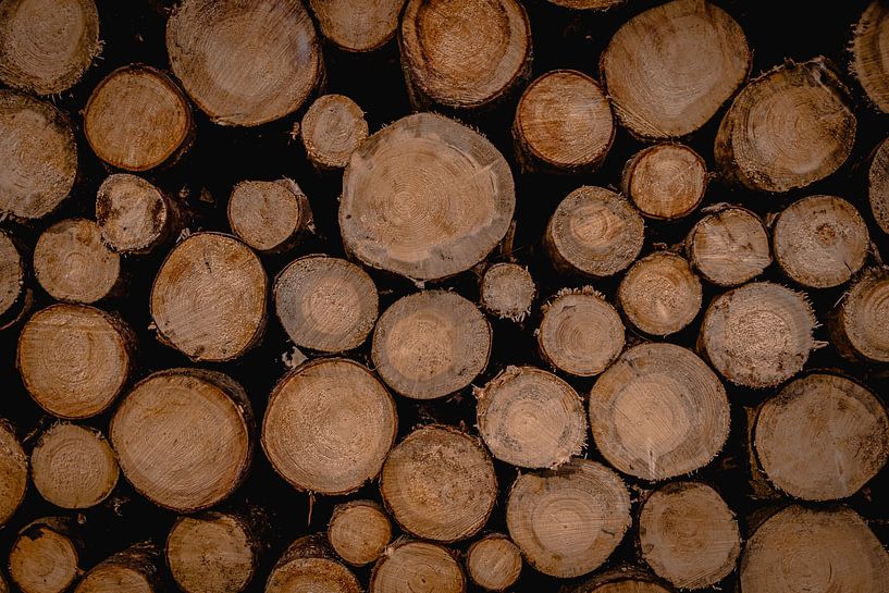 les troncs d'arbres par Tom Knotter